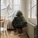 Stelle SPARKLE decorative da appendere